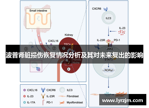 波普肾脏损伤恢复情况分析及其对未来复出的影响